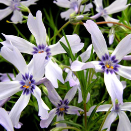 Phlox subulata Oakington Blue Eyes